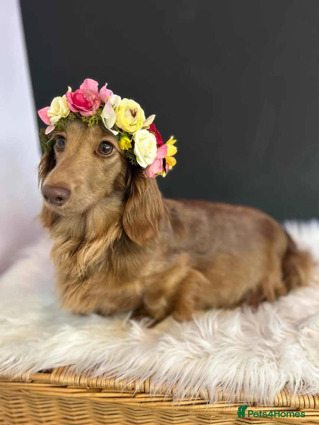 Miniature Dachshund dogs for sale: Chocolate, Cream & Dapple - 5 star Breeder  - Advert 2