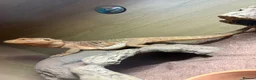 Bearded Dragon reptiles for sale: Bearded dragon with viv for sale. - Advert 3