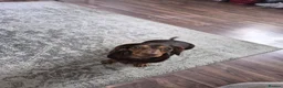 Miniature Dachshund dogs for sale: Adorable miniature dashounds. - Advert 10