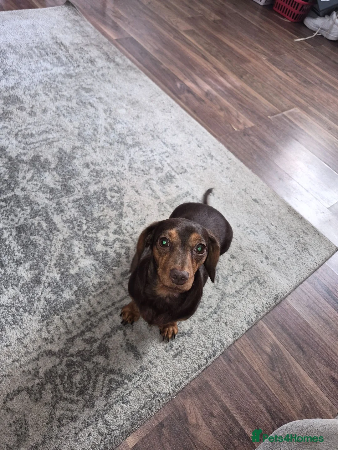 Miniature Dachshund dogs for sale: Adorable miniature dashounds. - Advert 10