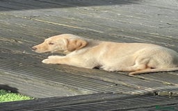Labrador Retriever dogs for sale: Gorgeous Labrador puppy - Image 5