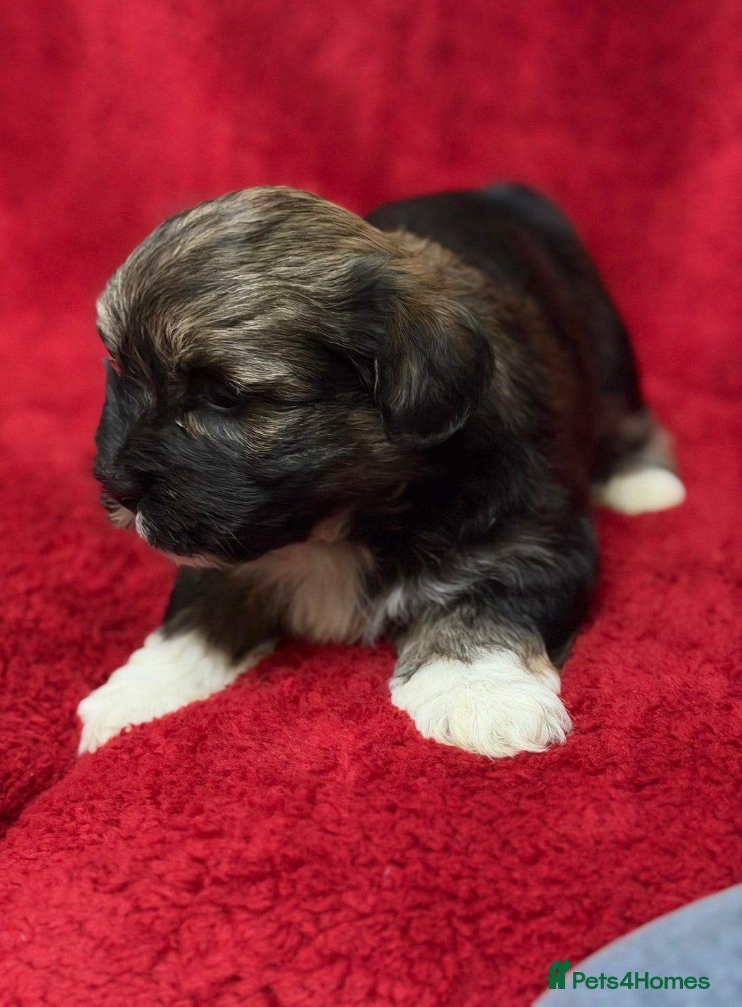 Havanese dogs for sale: Beautiful Havanese Puppies  - Image 20