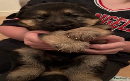 German Shepherd dogs for sale: KC/PEDIGREE GERMAN SHEPHERDS - Image 4
