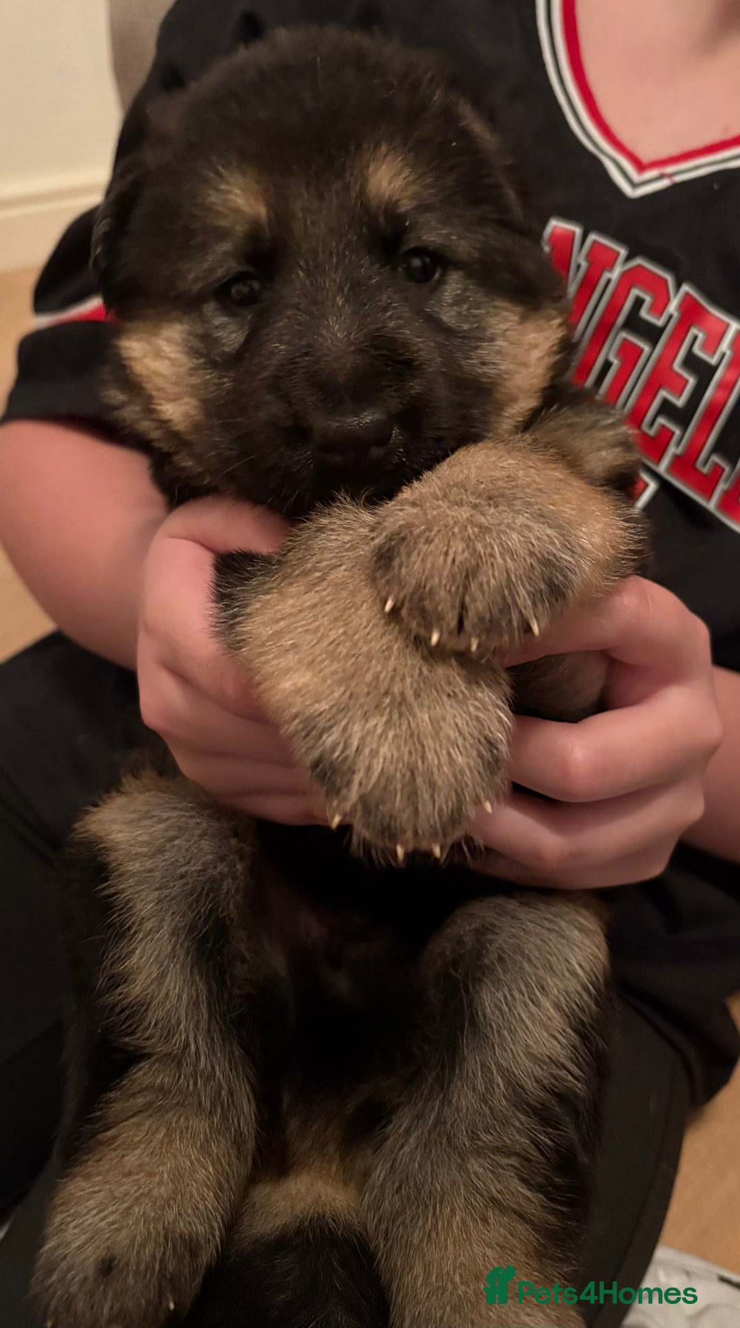 German Shepherd dogs for sale: KC/PEDIGREE GERMAN SHEPHERDS - Image 4