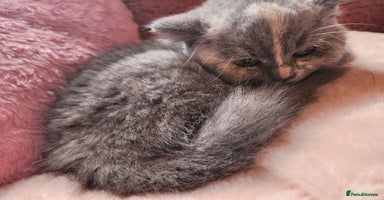 British Shorthair cats - Advert 10