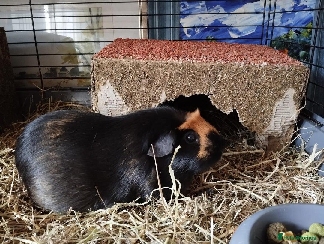Guinea Pig rodents for sale: 2 female guinea pigs for sale - Advert 4