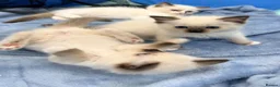 Ragdoll cats for sale: Purebred Ragdoll Kittens  - Advert 7