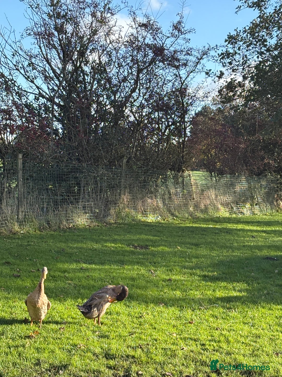 Ducks poultry for sale: Two male runners for rehoming - Image 2