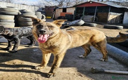 Mixed Breed dogs for adoption: PEPPER - a superb, gentle boy, for a Loving Home - Image 3