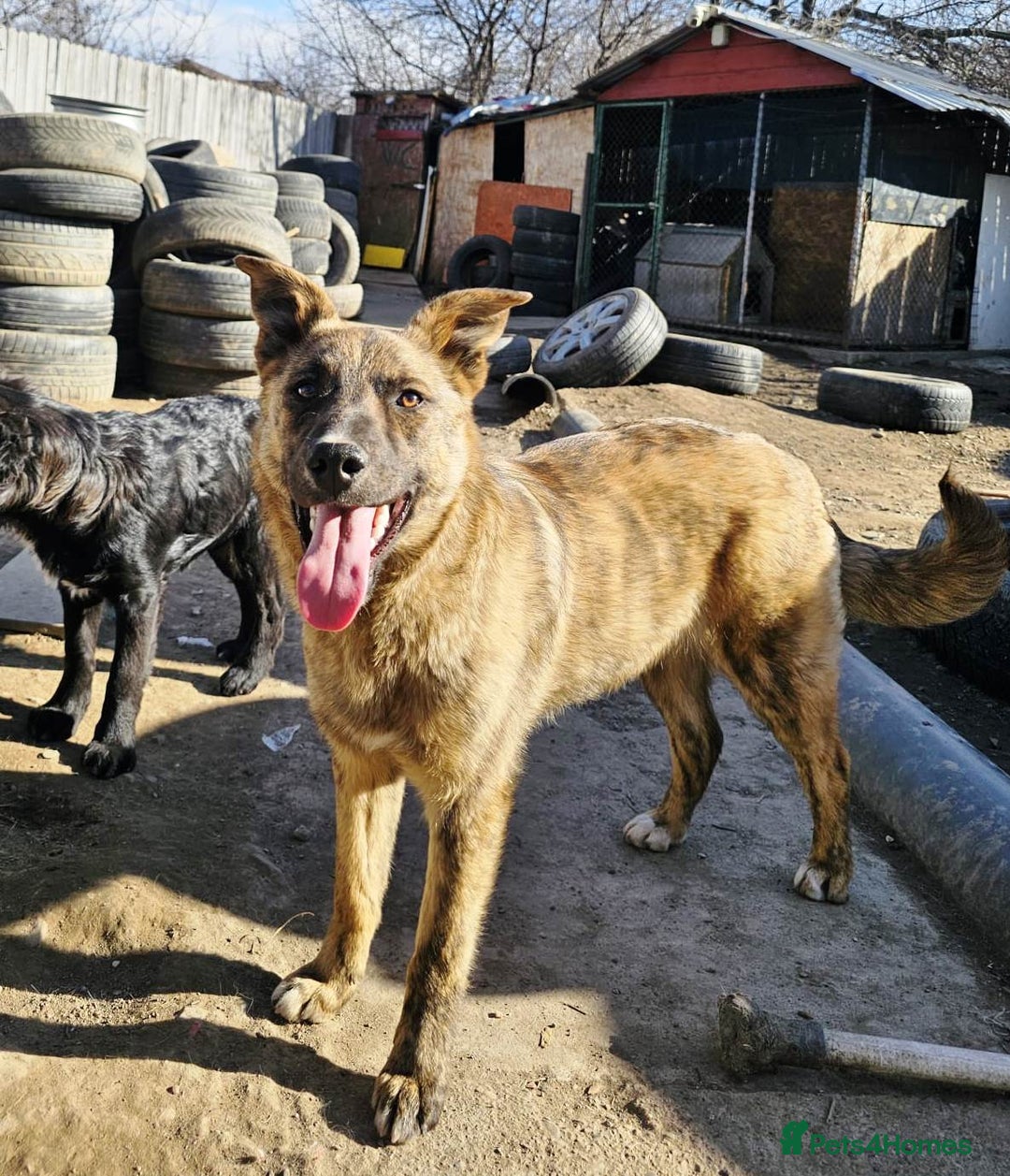 Mixed Breed dogs for adoption: PEPPER - a superb, gentle boy, for a Loving Home - Image 3