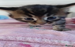 Mixed Breed cats for sale: 2 boy and 3 girl kittens  - Image 12