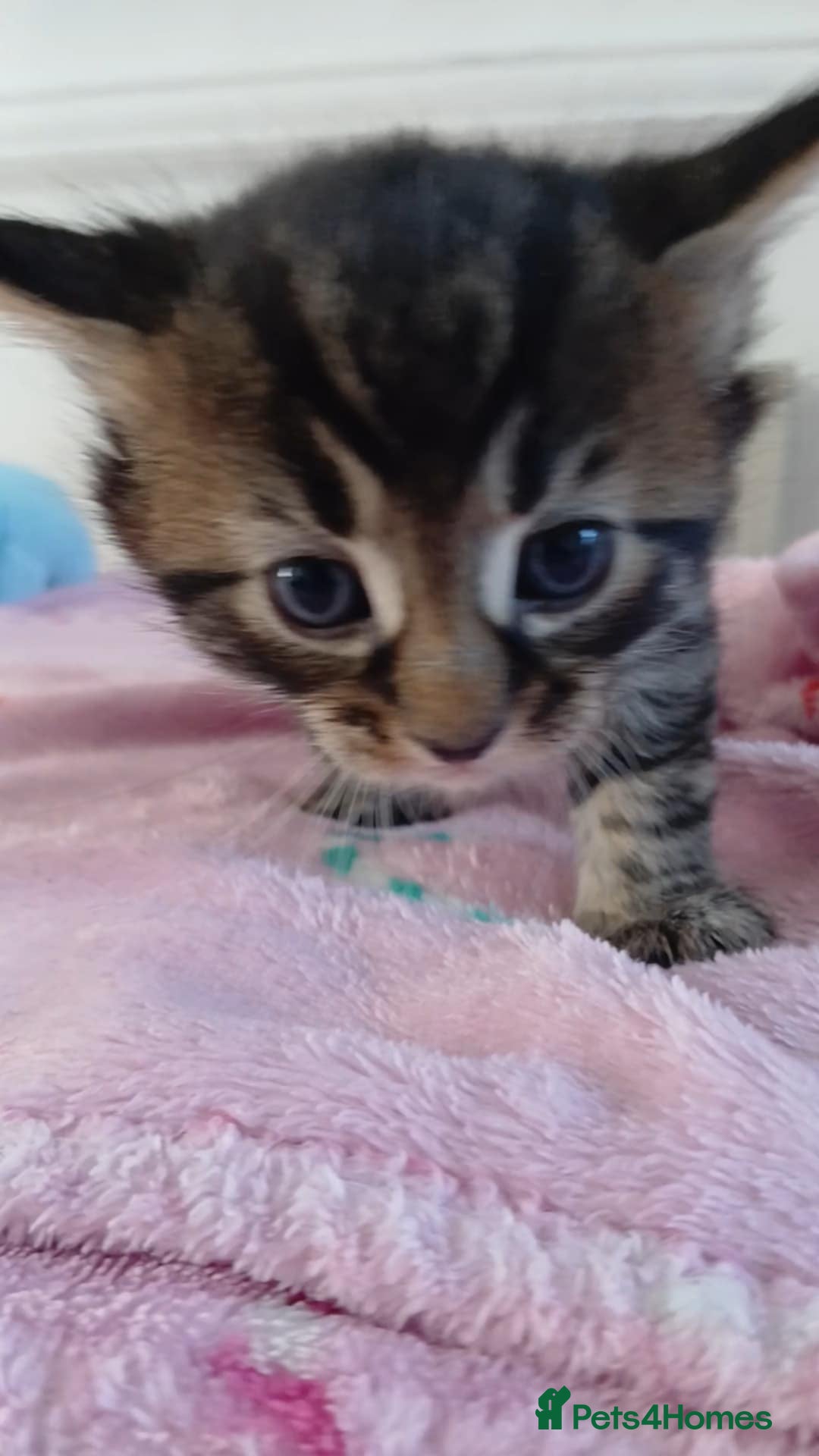 Mixed Breed cats for sale: 2 boy and 3 girl kittens  - Image 12