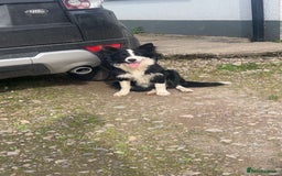 Mixed Breed dogs for sale: Bernese mountain dog mix - Advert 3