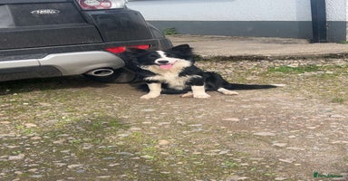 Mixed Breed dogs Bernese mountain dog mix - Advert 10