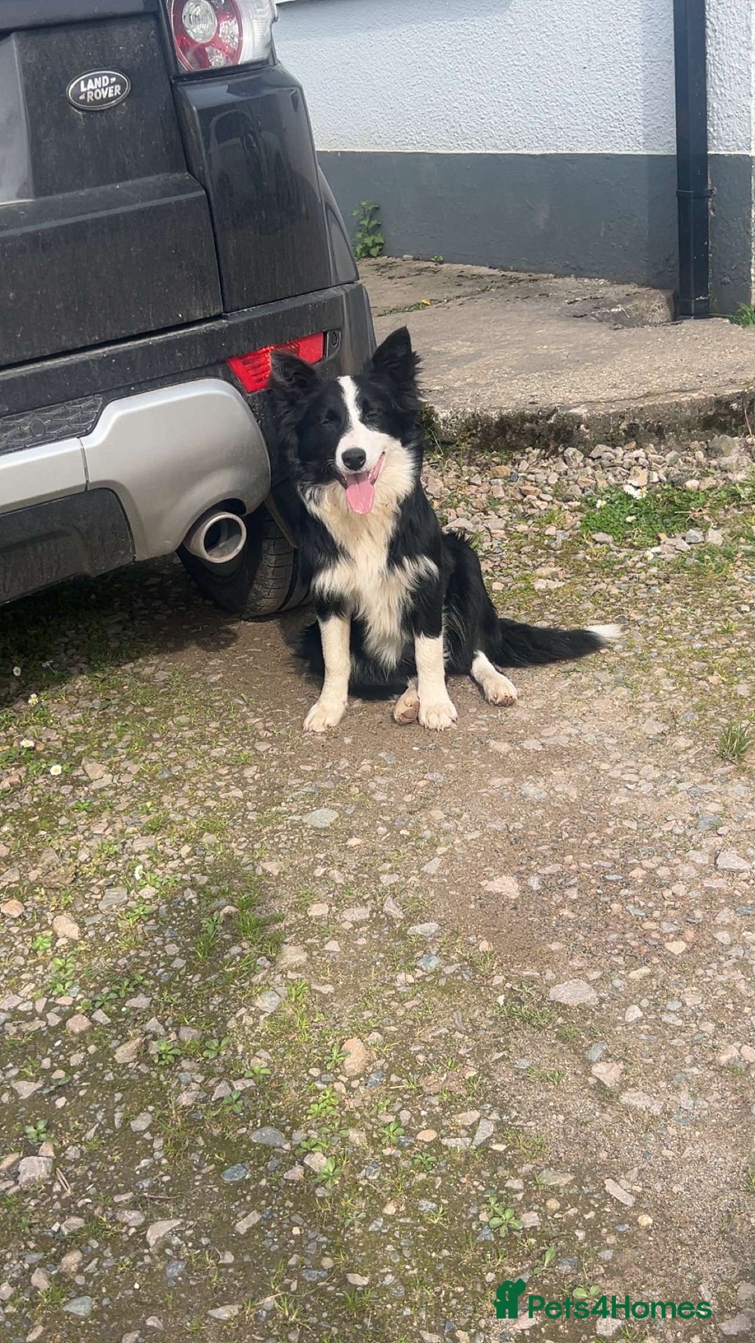 Mixed Breed dogs for sale: Bernese mountain dog mix - Advert 3