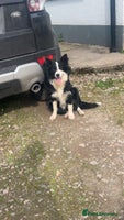 Mixed Breed dogs Bernese mountain dog mix - Advert 10