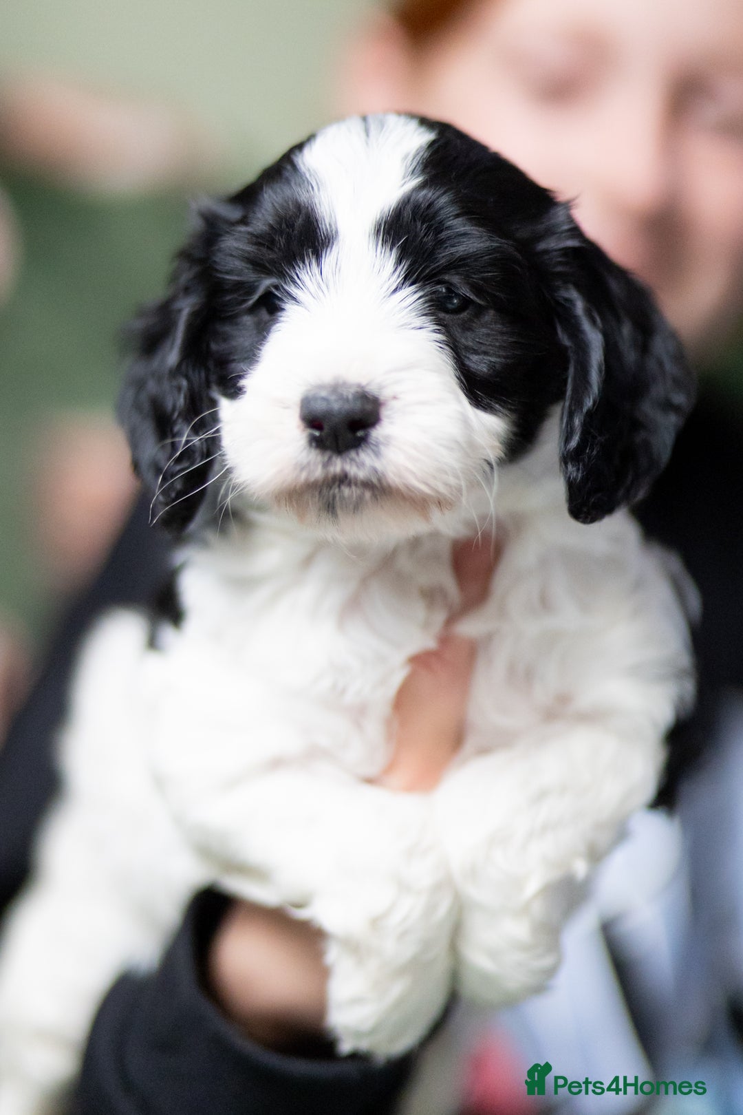 Cockapoo dogs for sale: UNIQUE SABLE BOY READY TO GO ✨ - Image 27