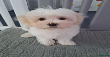 Maltese dogs - Advert 9