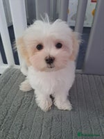 Maltese dogs - Advert 9