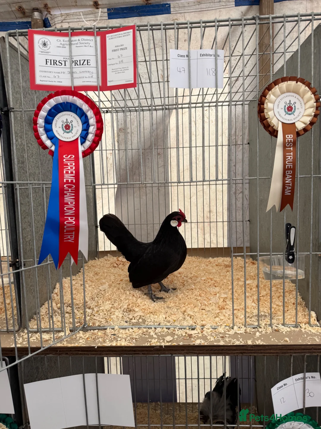 Chickens poultry for sale: Exhibition Rosecomb bantams - Advert 1