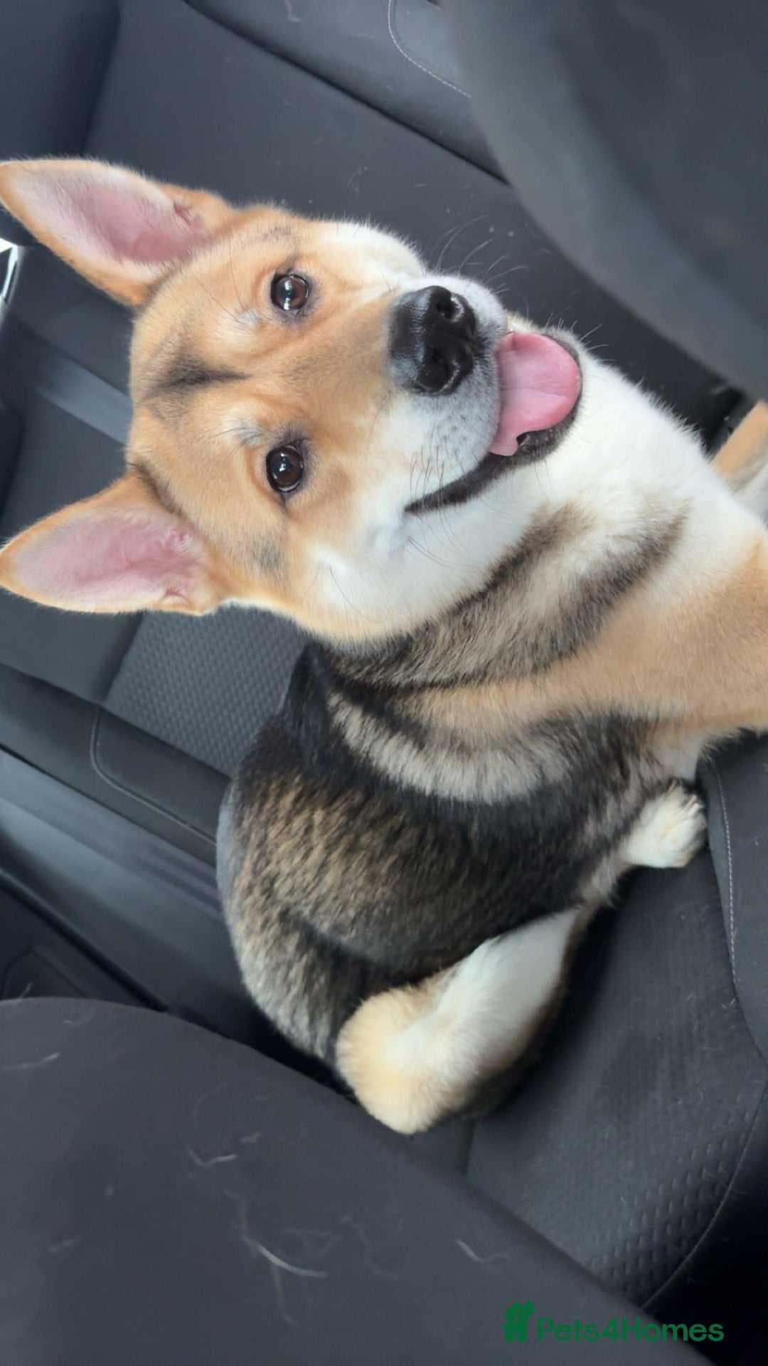 Huskita dogs for sale: Rocky Huskita - Advert 3