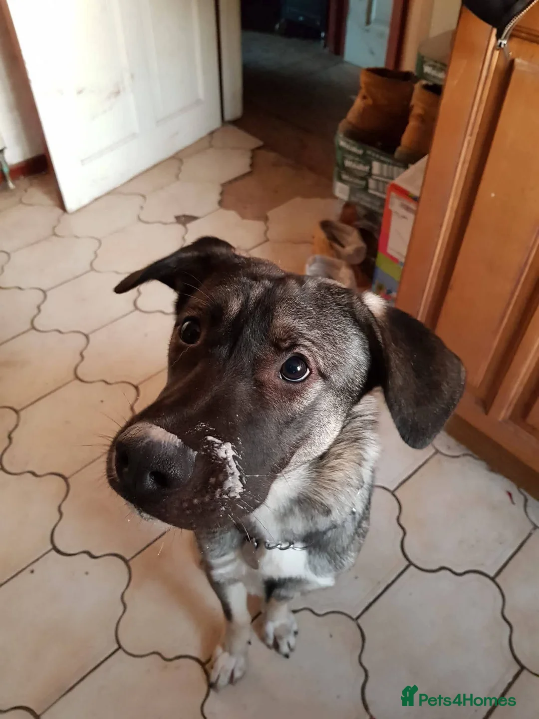 Mixed Breed dogs for adoption: Meet Fagan, currently residing in Durham - Advert 3