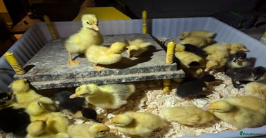 Ducks poultry - Advert 16
