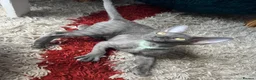 Devon Rex cats for sale: Our beautiful Devon Rex kittens are ready to move  - Advert 14