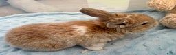 Mini Lop rabbits for sale: Beautiful Mini Lop Baby Bunnies 🐰 - Advert 20