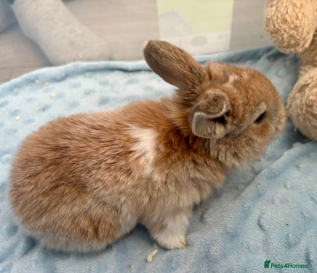 Mini Lop rabbits for sale: Beautiful Mini Lop Baby Bunnies 🐰 - Advert 20