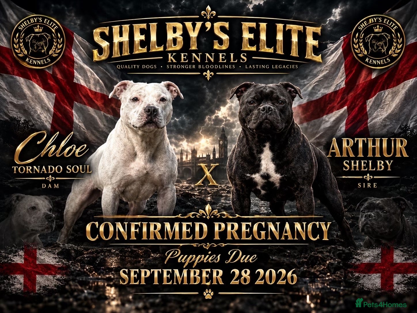 Staffordshire Bull Terrier dogs chloe x arthur pups - Advert 5
