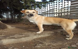 Mixed Breed dogs for adoption: 💙🐶 DAN 🐶💙 - Image 16