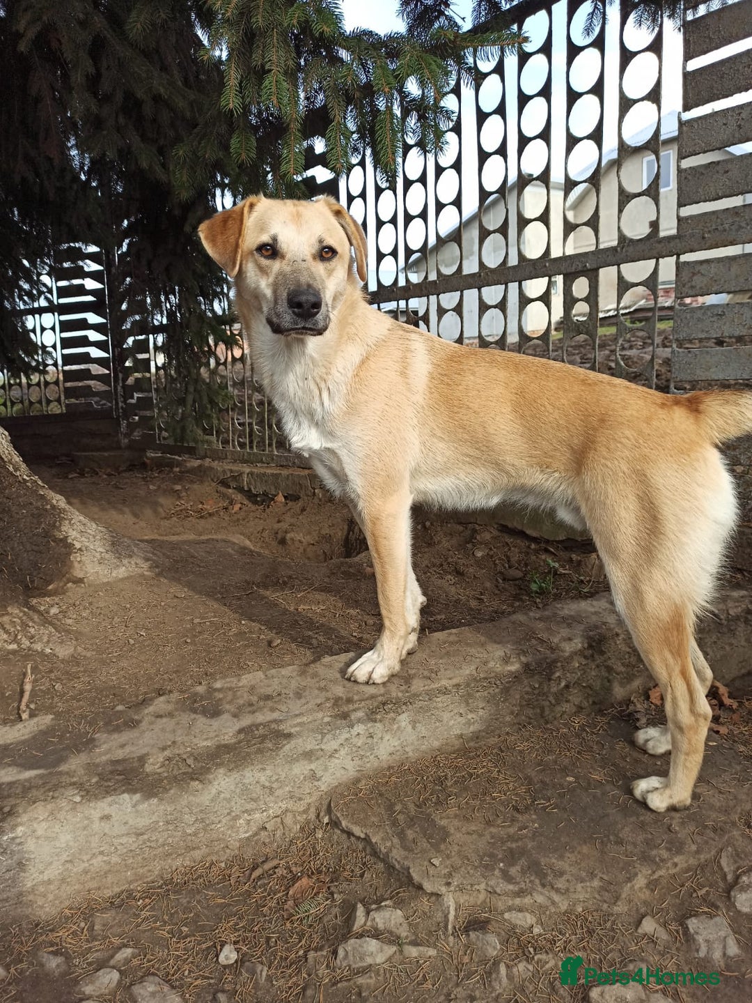 Mixed Breed dogs for adoption: 💙🐶 DAN 🐶💙 - Image 16