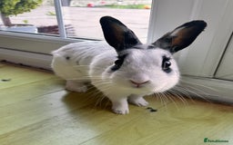 Dutch rabbits for sale: Beautiful bunny seeking forever home  - Image 1