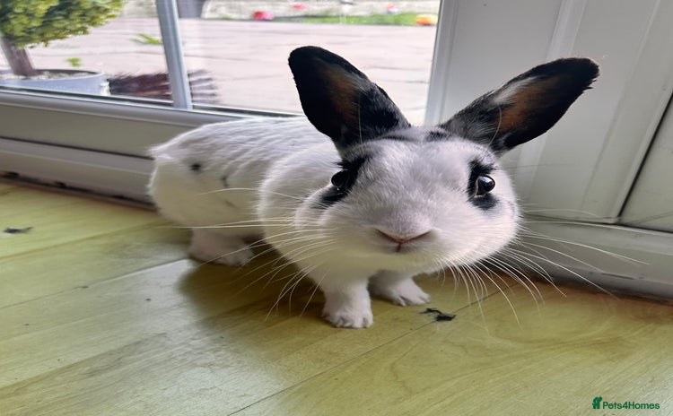 Dutch rabbits - Advert 1