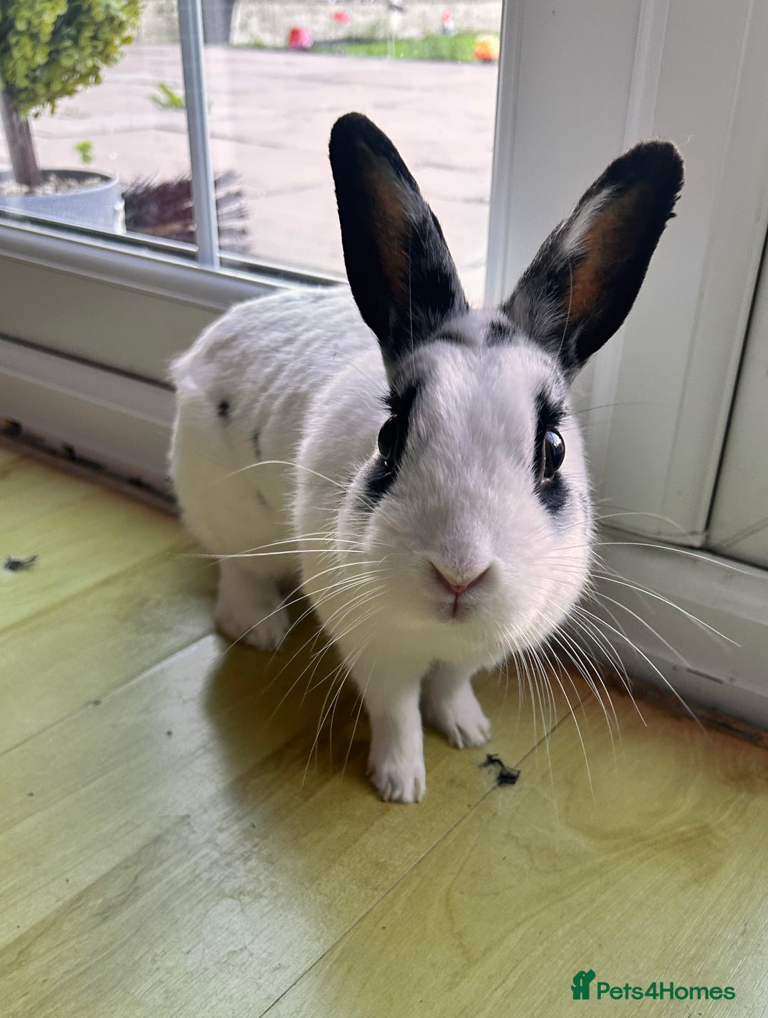Dutch rabbits for sale: Beautiful bunny seeking forever home  - Image 1