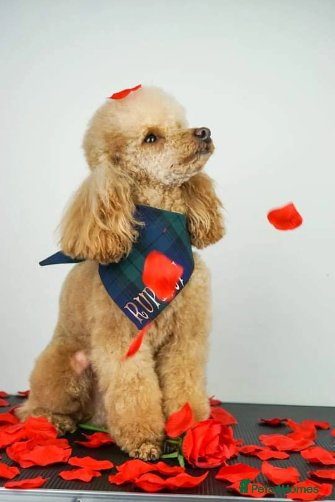 Poochon dogs for stud: KC RED TOY POODLE STUD - Advert 16