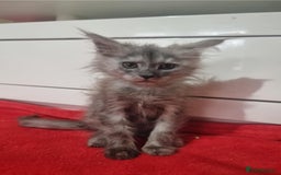 Maine Coon cats for sale: Beautiful Maine Coon Kittens - Advert 7