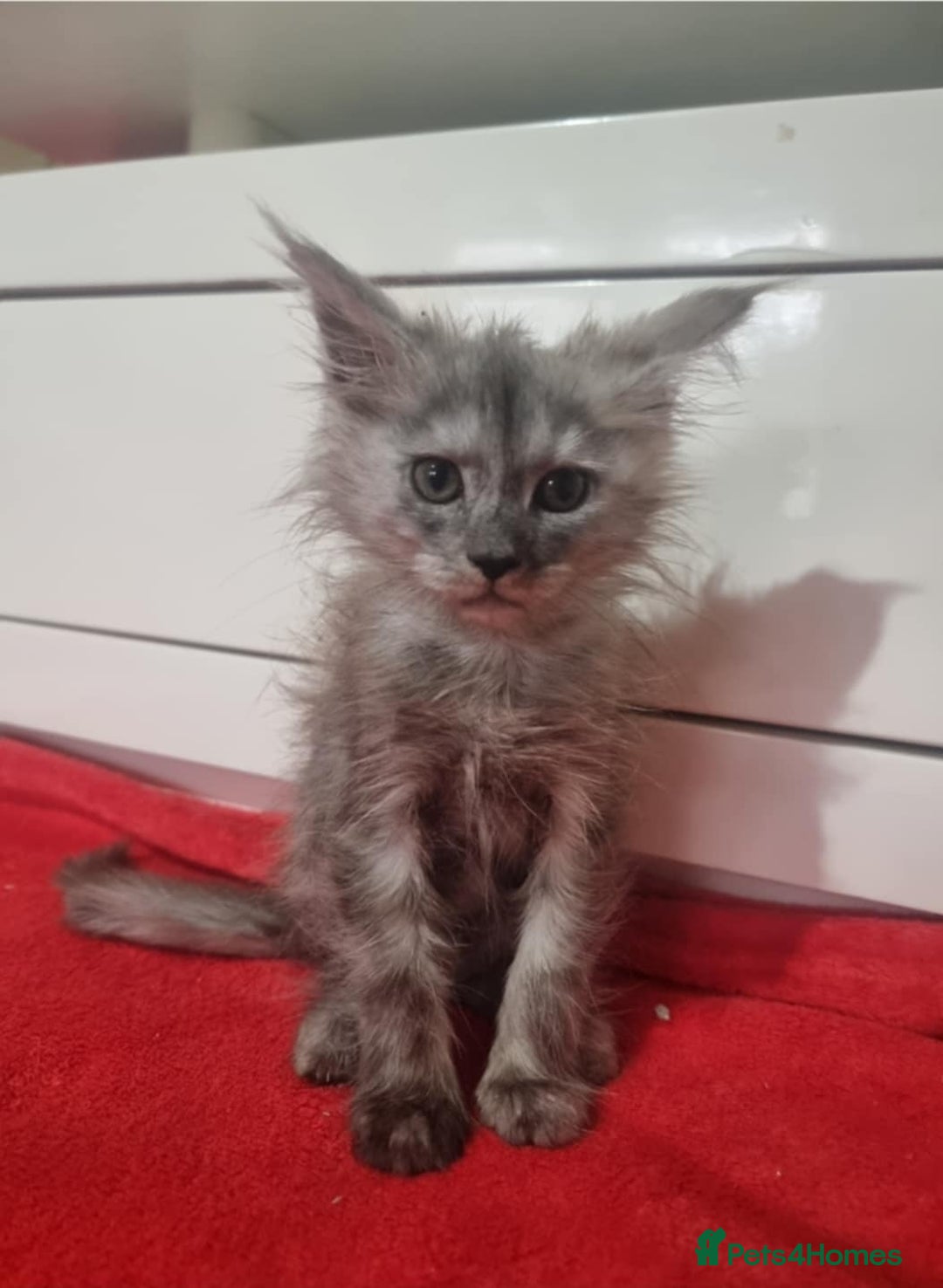 Maine Coon cats for sale: Beautiful Maine Coon Kittens - Advert 7