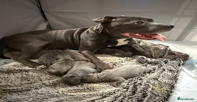 Staffordshire Bull Terrier dogs Blue Staffordshire Bull Terrier puppies for sale - Advert 6