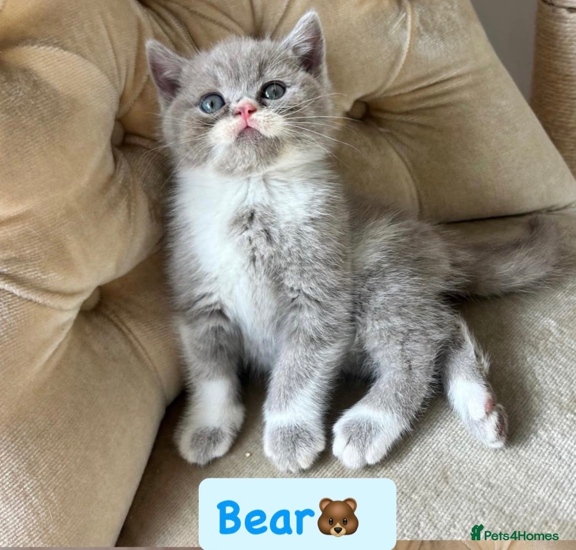 British Shorthair cats Incredible BSH Pedigree 🐾💖 GCCF £1000 - Advert 1