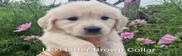 Golden Retriever dogs for sale: Show Line Golden Retriever pups available - Advert 5