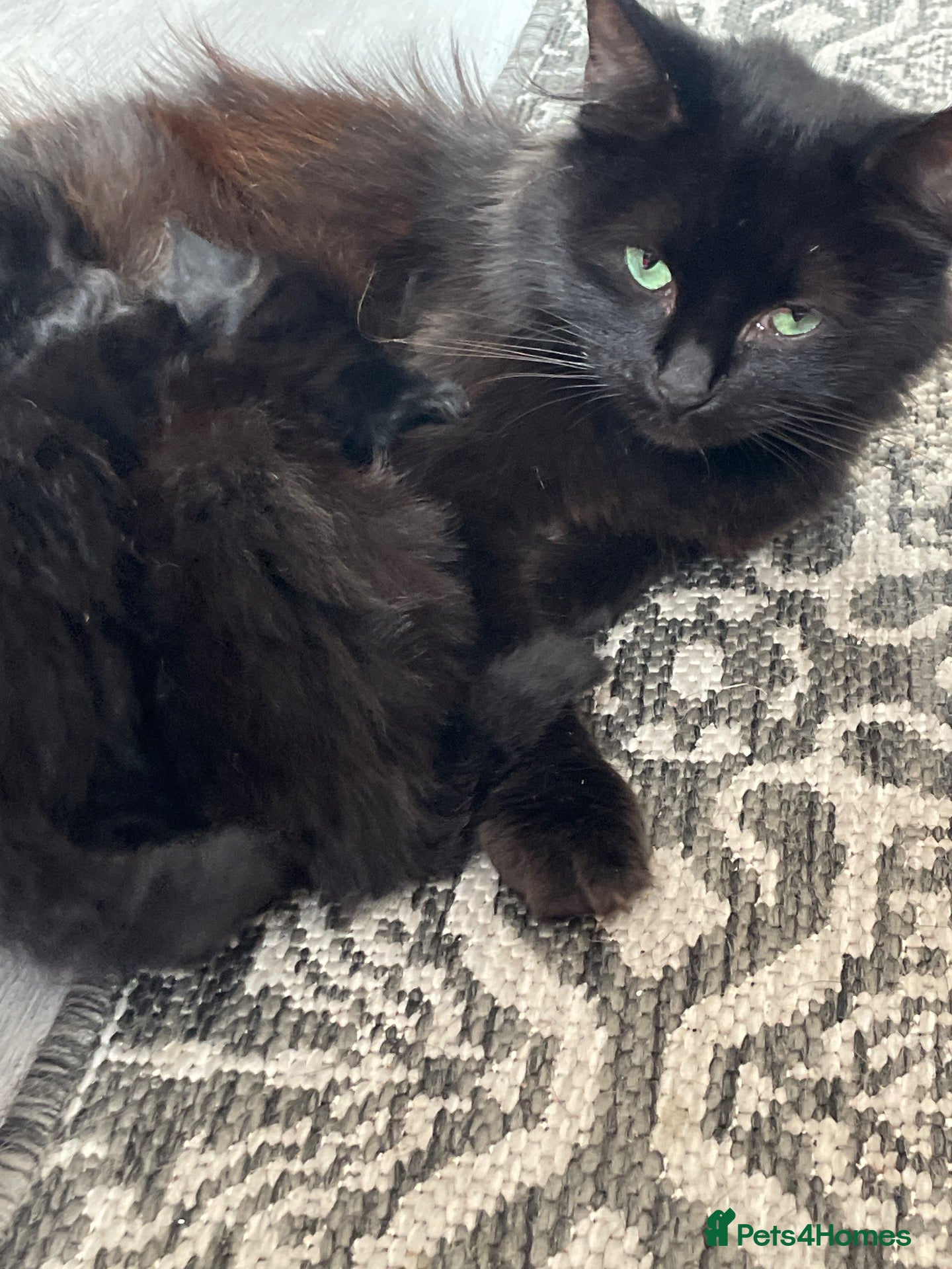 Mixed Breed cats Fluffy black kittens  - Advert 3