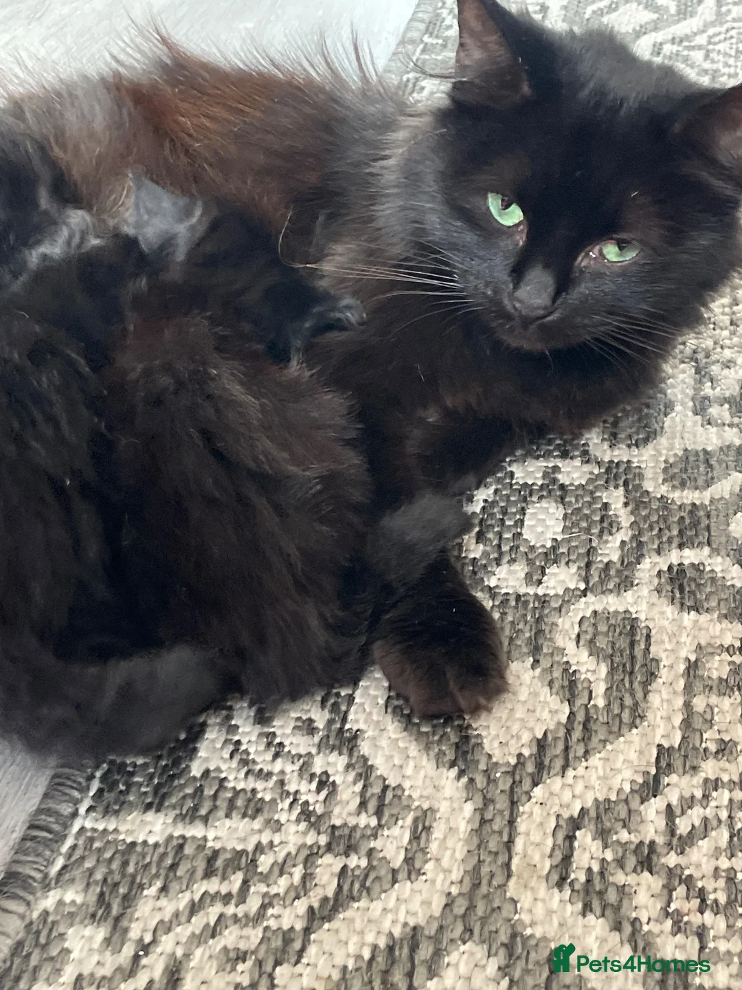 Mixed Breed cats for sale: Fluffy black kittens  - Advert 1