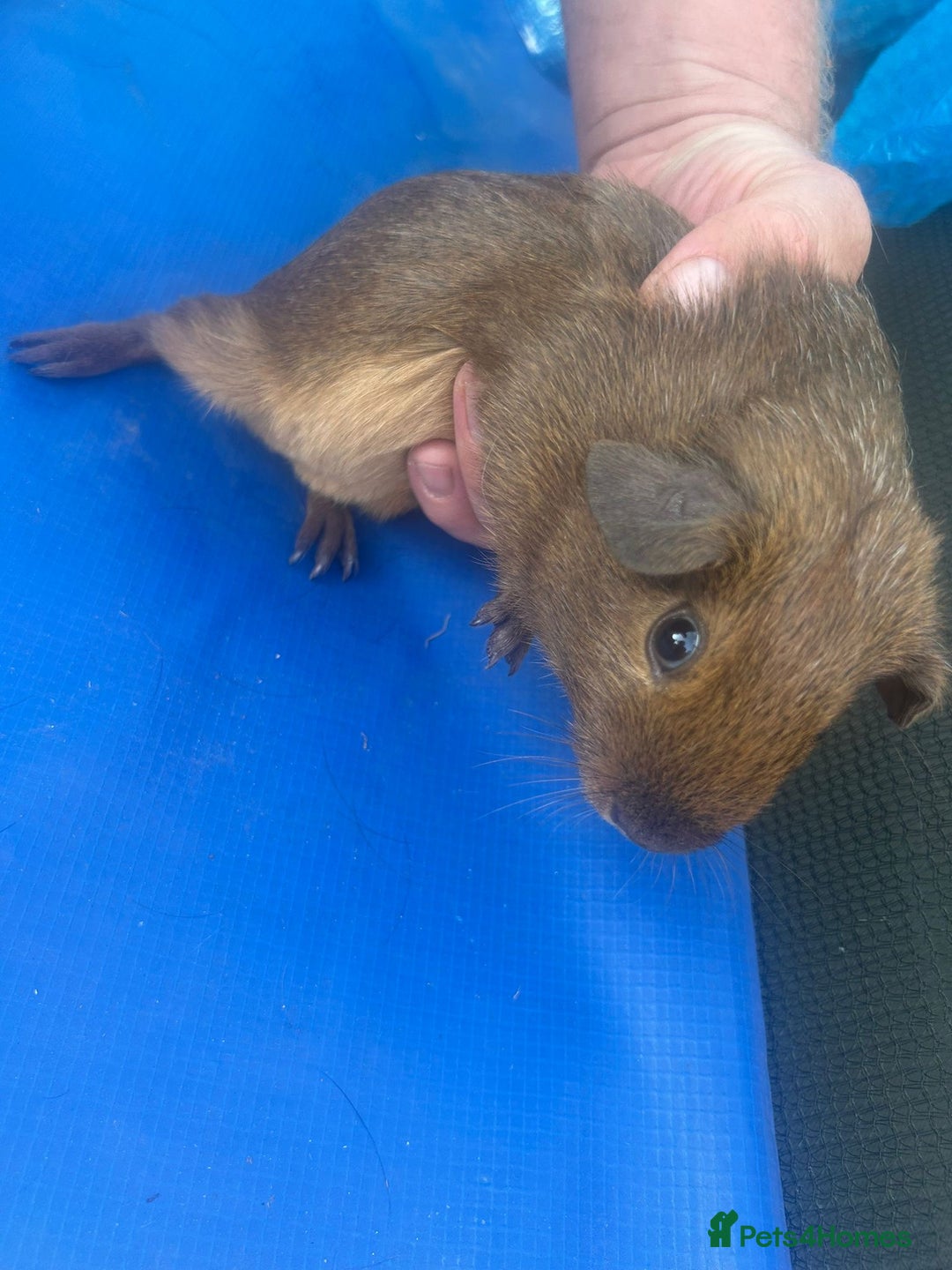 Guinea Pig rodents for sale: Guinea pigs  - Image 6