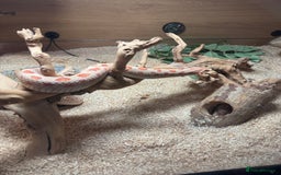 Snake reptiles for sale: Female Western Hognose cb20 in Salisbury - Image 4