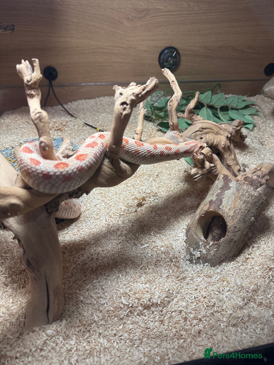 Snake reptiles for sale: Female Western Hognose cb20 in Salisbury - Image 4