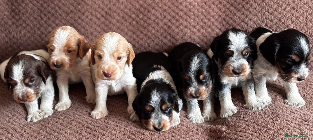 Cocker Spaniel dogs for sale: KC REG SHOW TYPE COCKER SPANIELS  - Image 15
