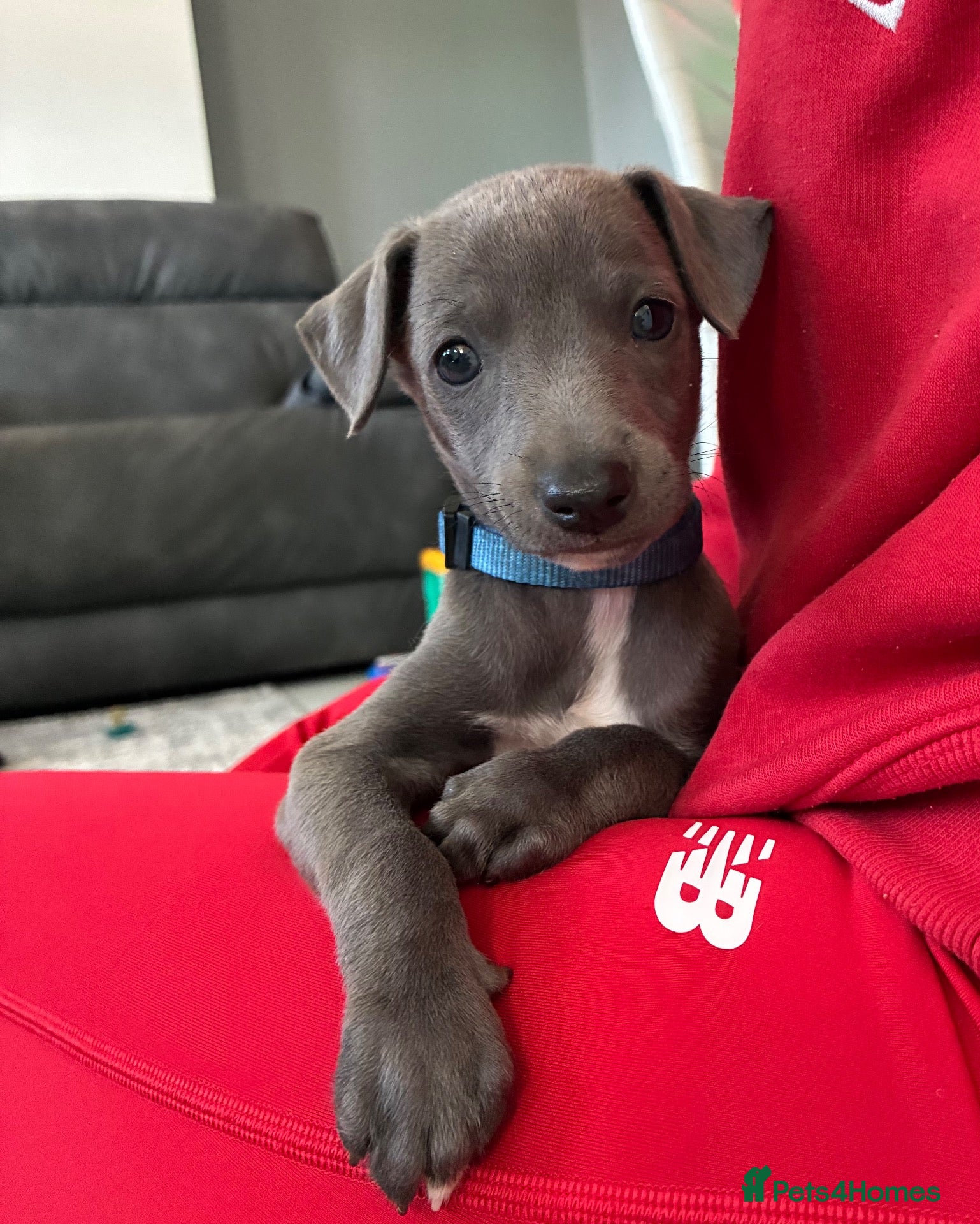 Whippet dogs blue whippets💙 1 boy left  - Advert 1
