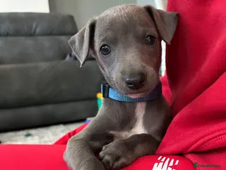 Whippet dogs blue whippets💙 1 boy left - Advert 1